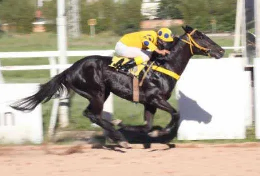 HOMBRE REI vence: Clássico Santos Dumont (2011)